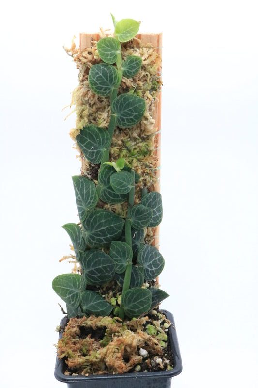 Rhaphidophora cryptantha