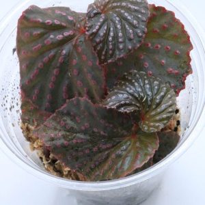 Begonia saripoi