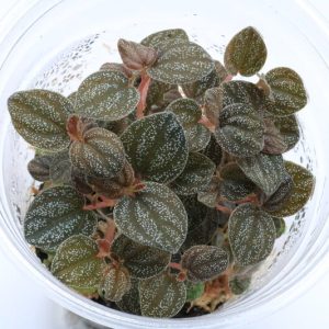 Peperomia antoniana