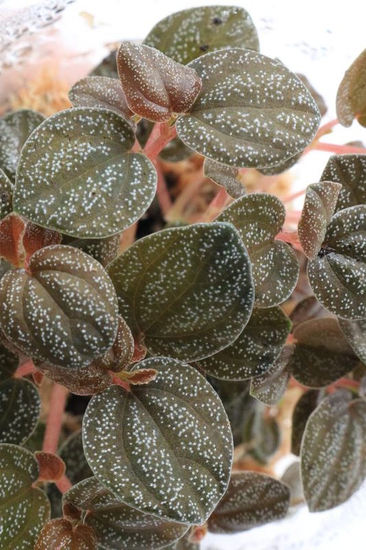 Peperomia antoniana - Imagen 2