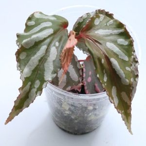 Begonia julau