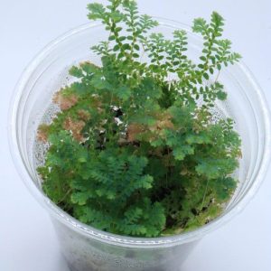 Selaginella uncinata