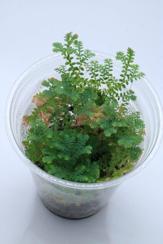 Selaginella uncinata
