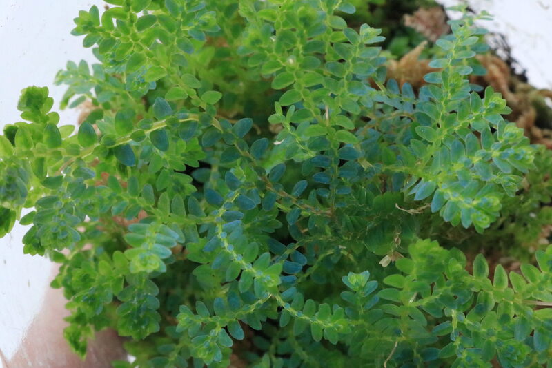 Selaginella uncinata - Imagen 2