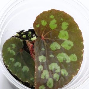 Begonia umbrella