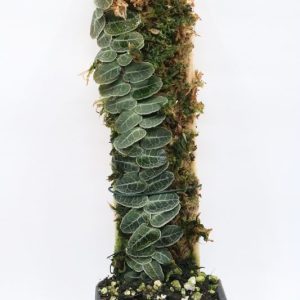 Marcgravia sp. Bronze