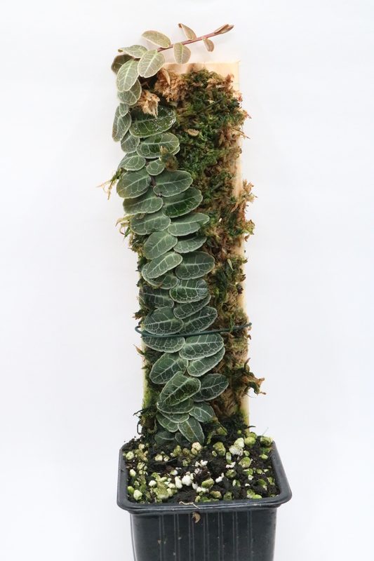 Marcgravia sp. Bronze