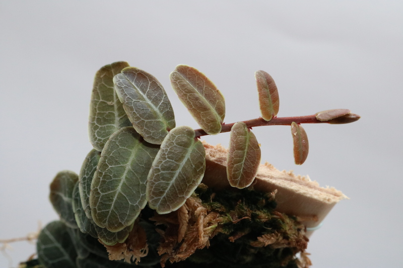 Marcgravia sp. Bronze - Imagen 2