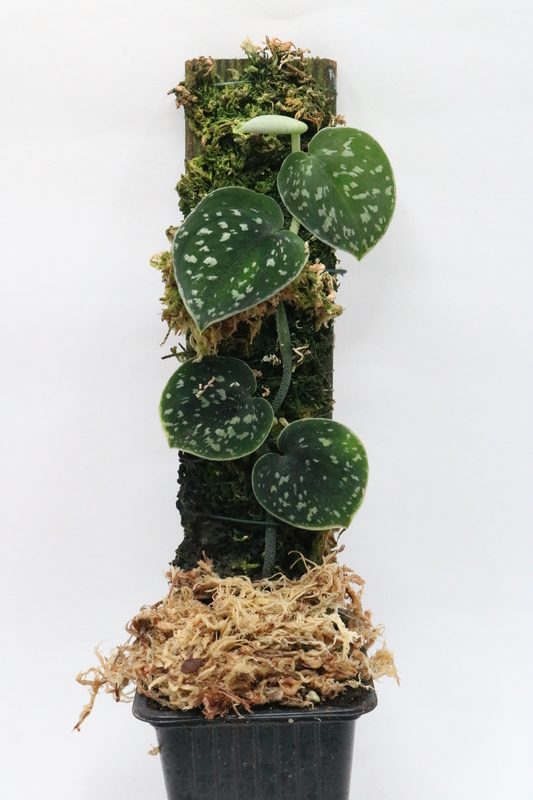 Scincapsus haask