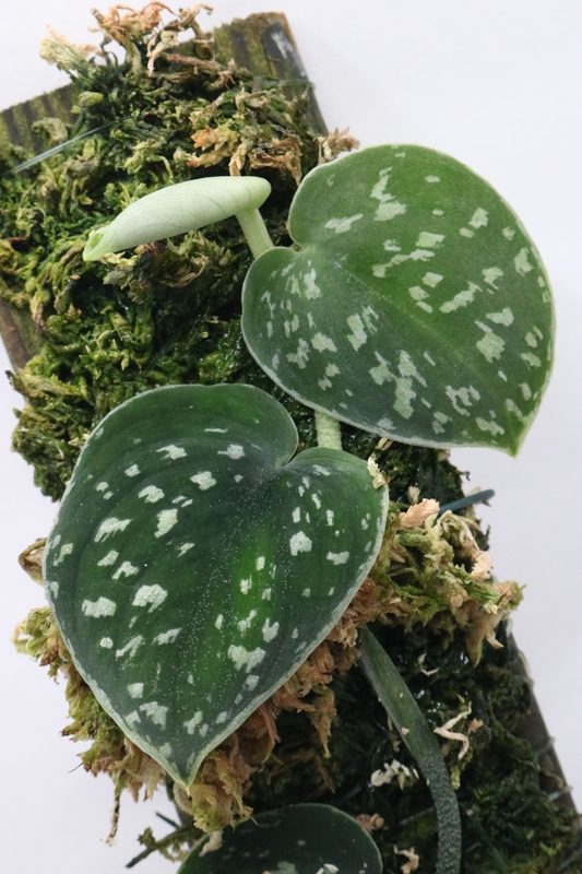 Scincapsus haask - Imagen 2