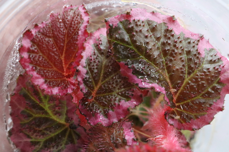 Begonia fulvovillosa - Imagen 2