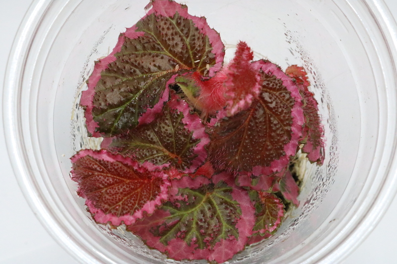 Begonia fulvovillosa