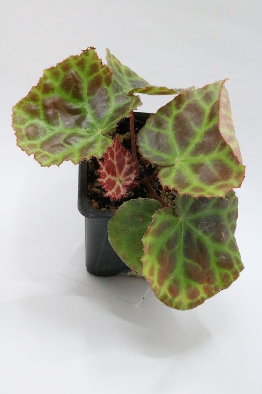 Begonia rajah
