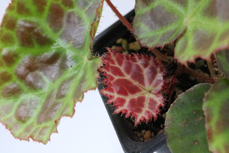 Begonia rajah - Imagen 2