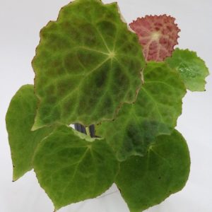 Begonia goegoensis