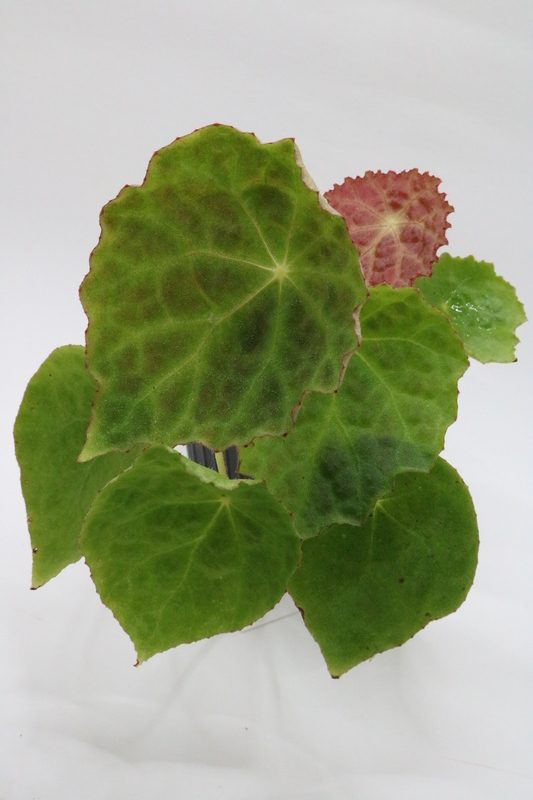 Begonia goegoensis