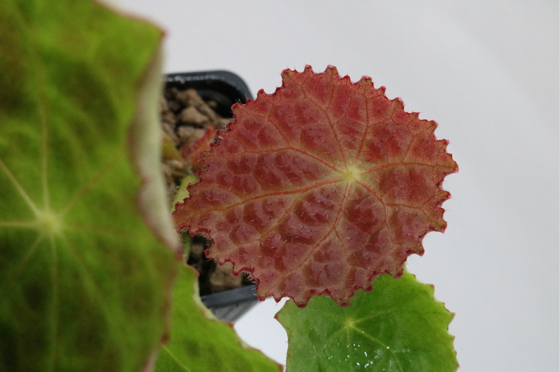 Begonia goegoensis - Imagen 2