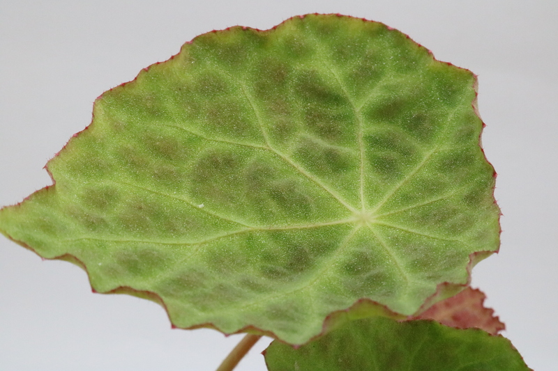 Begonia goegoensis - Imagen 3