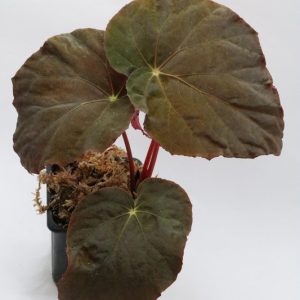 Begonia pavonina