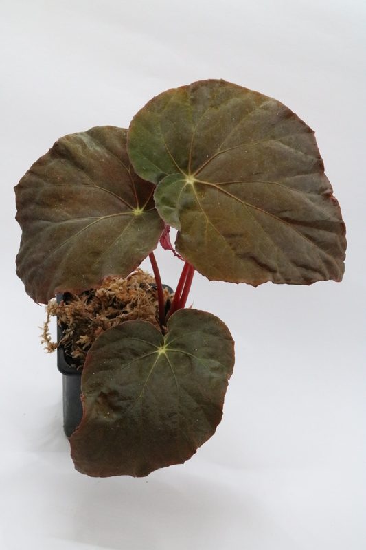 Begonia pavonina