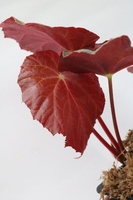 Begonia pavonina - Imagen 2