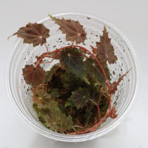 Begonia segregata