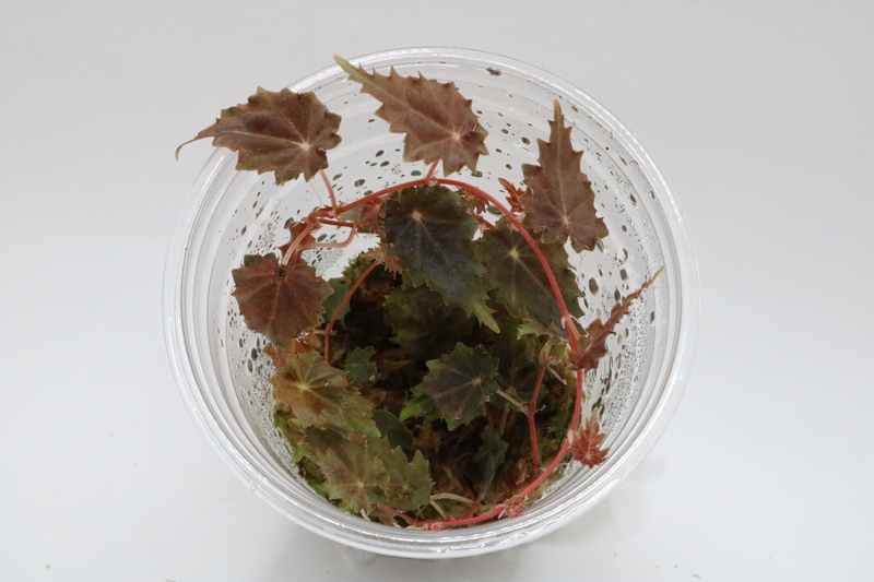 Begonia segregata