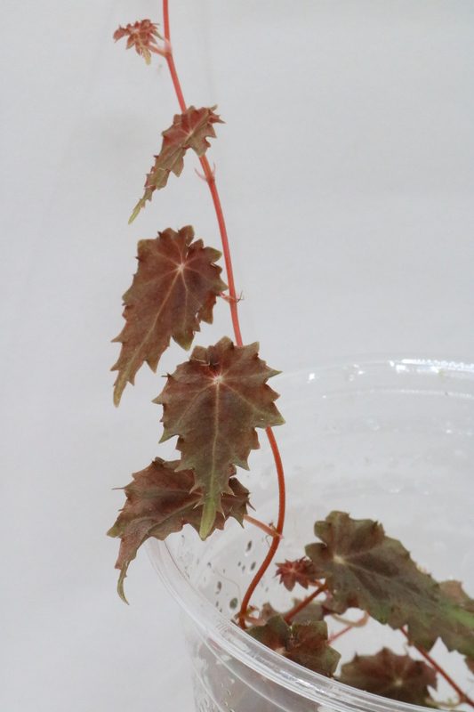 Begonia segregata - Imagen 2