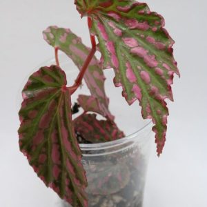 Begonia burkilli x sumatera hybrid "Pink"