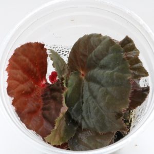 Begonia aketajawensis dark