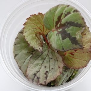 Begonia aketajawensis white