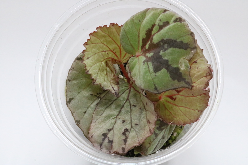 Begonia aketajawensis white