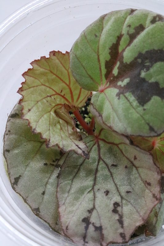 Begonia aketajawensis white