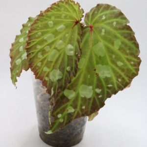 Begonia mantuk