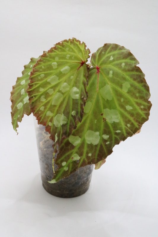 Begonia mantuk