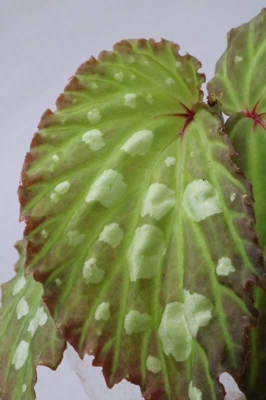 Begonia mantuk - Imagen 2