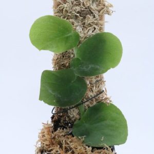 Monstera tenuis