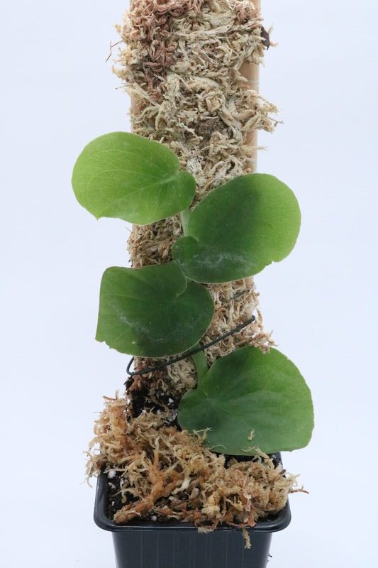 Monstera tenuis
