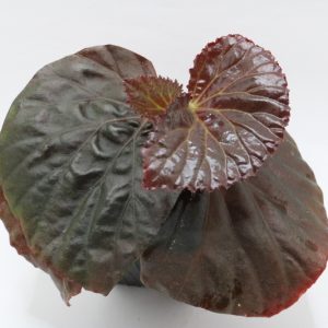 Begonia sulawesi black