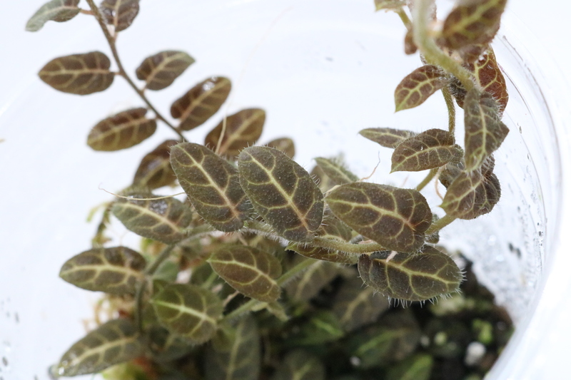 Solanum evolvulifolium - Imagen 2