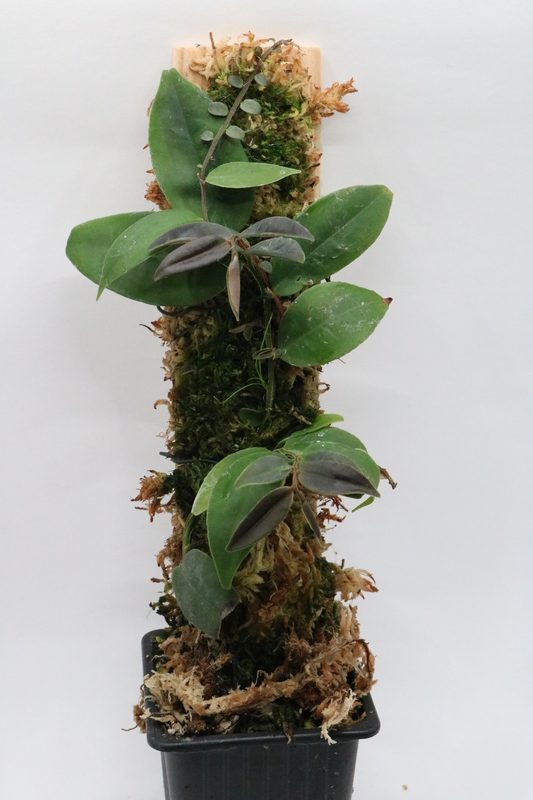 Marcgravia sp. Macas