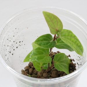 Piper sp. Ribesioides