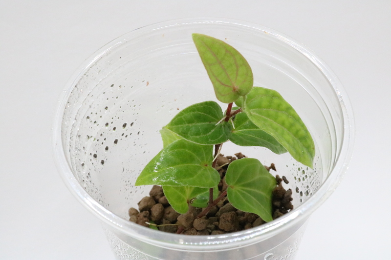 Piper sp. Ribesioides