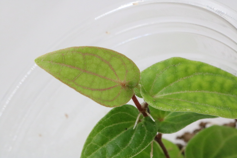 Piper sp. Ribesioides - Imagen 2
