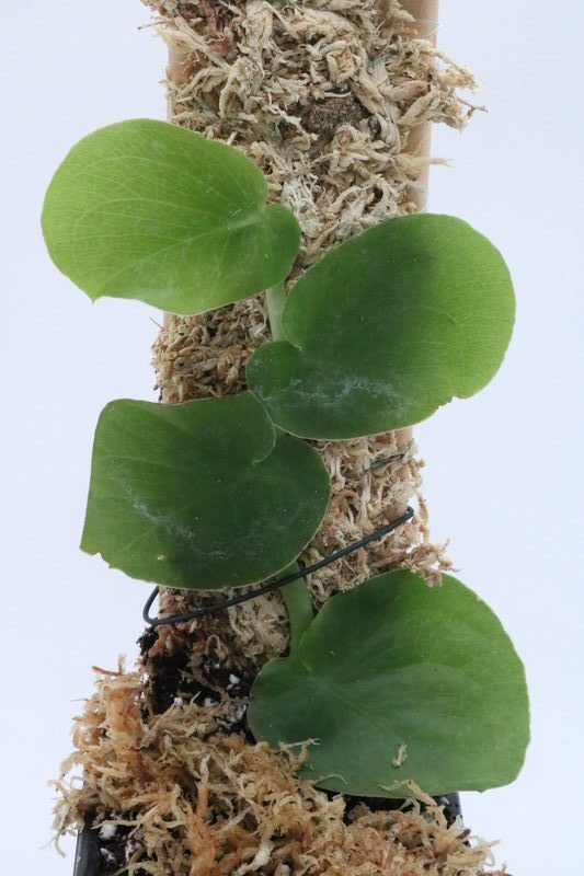 Monstera tenuis - Imagen 3