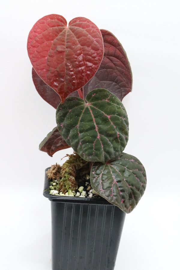 Piper sp. Porphyrophyllum - Imagen 4