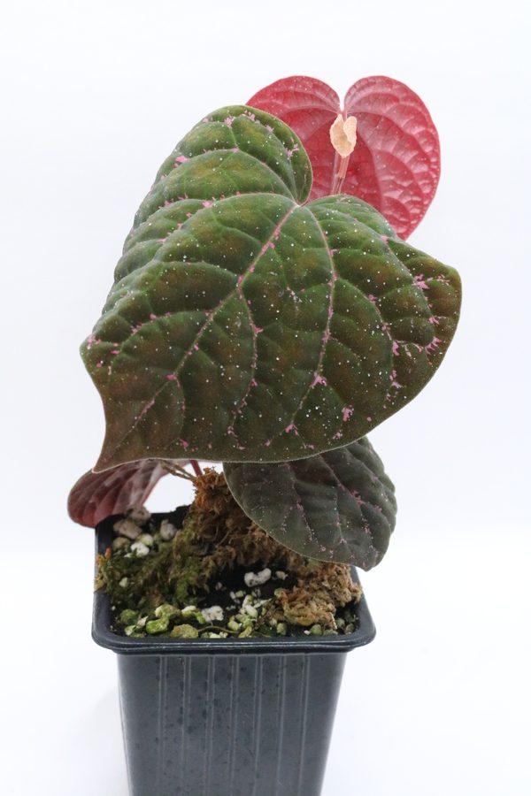 Piper sp. Porphyrophyllum - Imagen 3