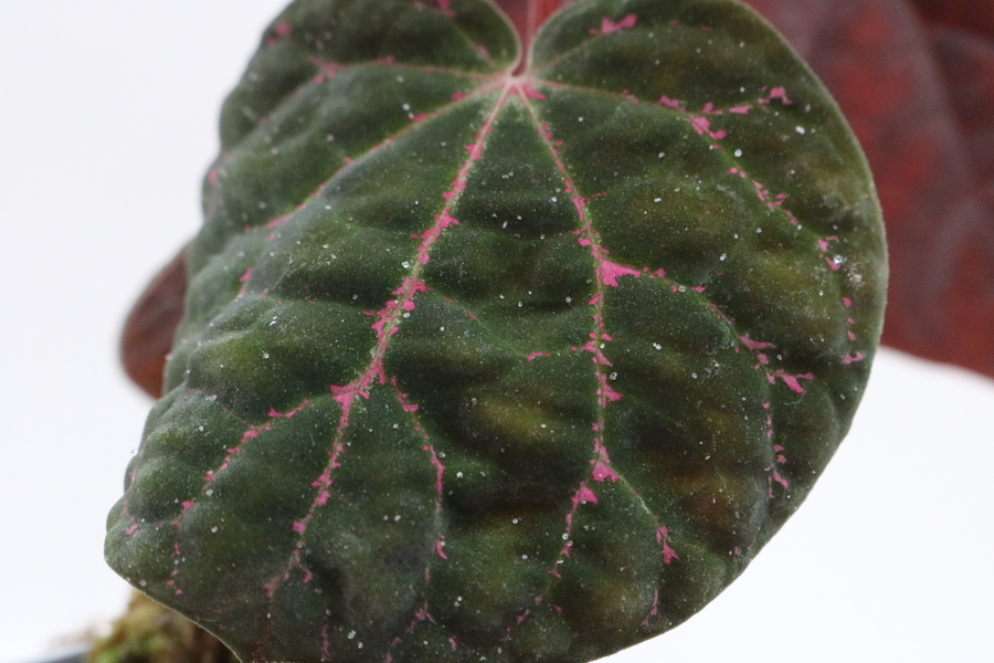 Piper sp. Porphyrophyllum - Imagen 2