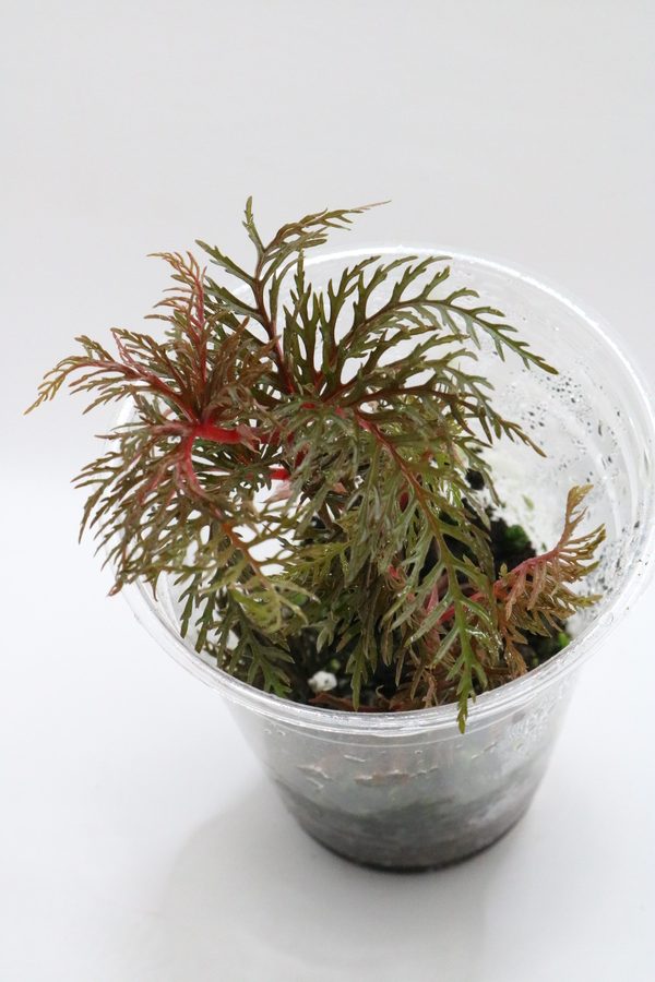 Begonia bipinnatifida