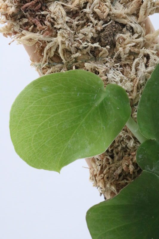 Monstera tenuis - Imagen 2
